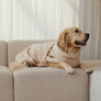 Pet microfiber drying towel