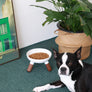 Elevated Standing Pet Bowl Premium High Quality Pets So Good