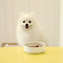 Pudding Pet Bowl Bundle