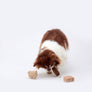 COCONI BEAR SILICONE NOSEWORK TOY