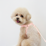 Macaron No Pull Dog Harness . Pink