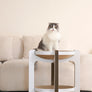 Tiramisu double-layer cat scratcher board with cozy resting space – Petssogood