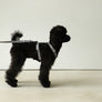 Macaron Harness . Gray