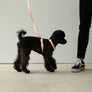 Macaron Harness . Pink