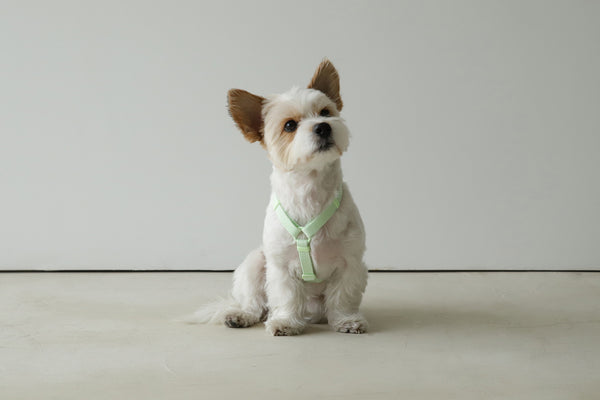 Macaron Dog Harness . Lavender – Pets So Good