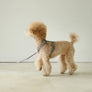 Macaron Harness . Gray