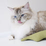 Boa Snake catnip toy