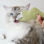 Boa Snake catnip toy