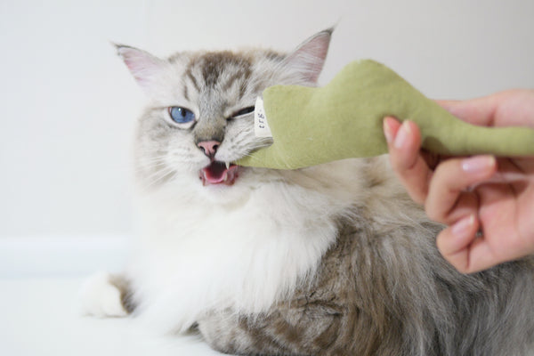 Can You Soak Cat Toys in Catnip Tea: Safe & Effective Tips