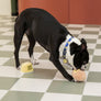 Muffin Nosework Toy