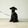 Macaron Harness . Gray
