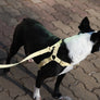 Macaron no pull dog harness . Lemon