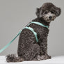 Macaron Harness . Aqua