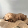 Brown bear-shaped boucle dog cushion for cozy naps – Petssogood