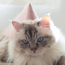 BELLA HAT . PINK