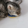 CatNut Toys