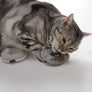 CatNut Toys