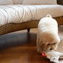 Flying Duck Nosework Toy