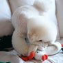 Flying Duck Nosework Toy