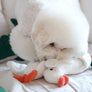 Flying Duck Nosework Toy
