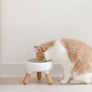 Elevated modern design feeding table for dogs and cats_pets so good