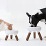 Elevated modern design feeding table for dogs and cats_pets so good