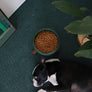 Premium modern elevated pet table for small dogs and cats_Pets So Good