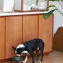 Premium modern elevated pet table for small dogs and cats_Pets So Good