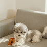 PAPER CUP NOSEWORK TOY