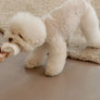 PAPER CUP NOSEWORK TOY