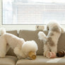 PAPER CUP NOSEWORK TOY