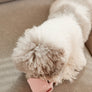 PAPER CUP NOSEWORK TOY