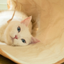tyvek cat tunnel_petssogood