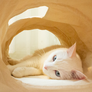tyvek cat tunnel_petssogood
