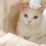 tyvek cat tunnel_petssogood