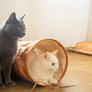 tyvek cat tunnel_petssogood