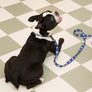 Smile Edition . Blue . Leash
