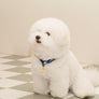 Smile Edition . Blue . Collar