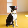 Smile Edition . Yellow . Collar