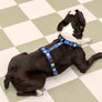 Smile Edition . Blue . Harness