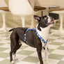 Smile Edition . Blue . Harness