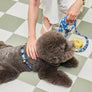 Smile Edition . Blue . Harness & Leash Set