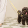 Smile Edition . Yellow . Leash