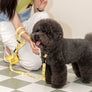 Smile Edition . Yellow . Collar & Leash Set