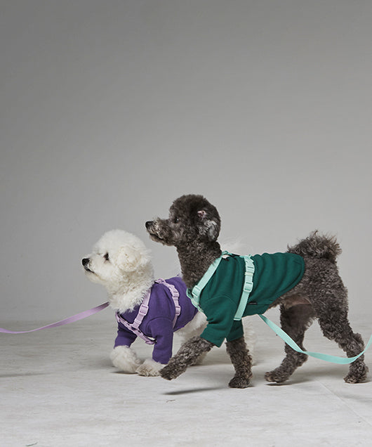 Top 5 Dog-Friendly Parks in the U.S. for Picture-Perfect Autumn Strolls