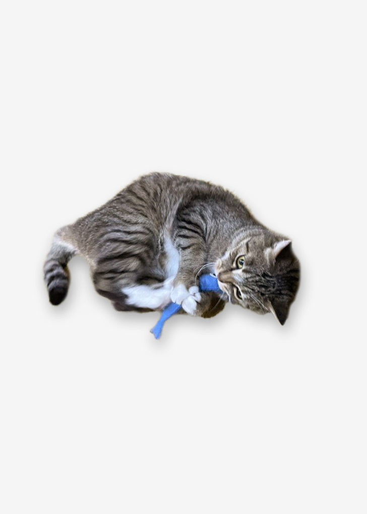 Anchovy Wool Catnip Cat Toy