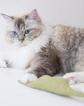catnip toy for cat _ petssogood