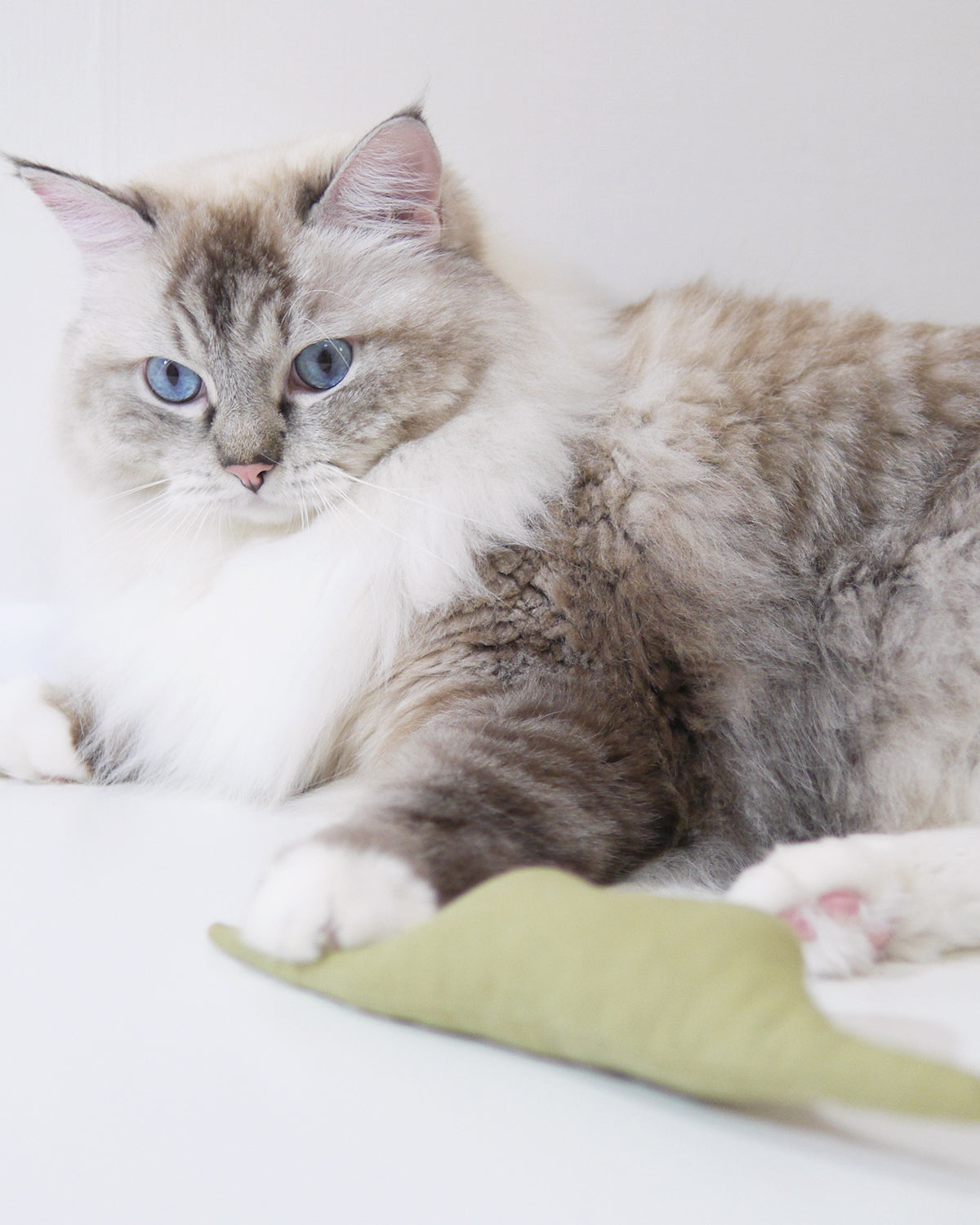 catnip toy for cat _ petssogood