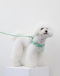 Macaron no pull dog harness . AQUA