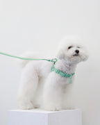 Macaron no pull dog harness . AQUA